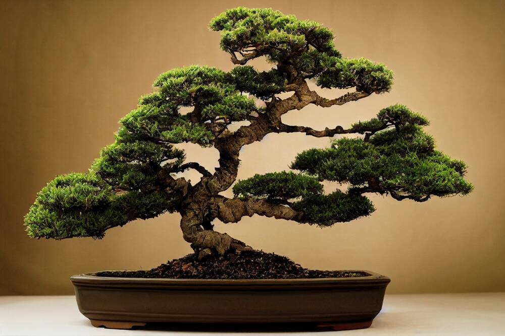 Systemd-free antiX Linux 26: Debian 13, in bonsai form