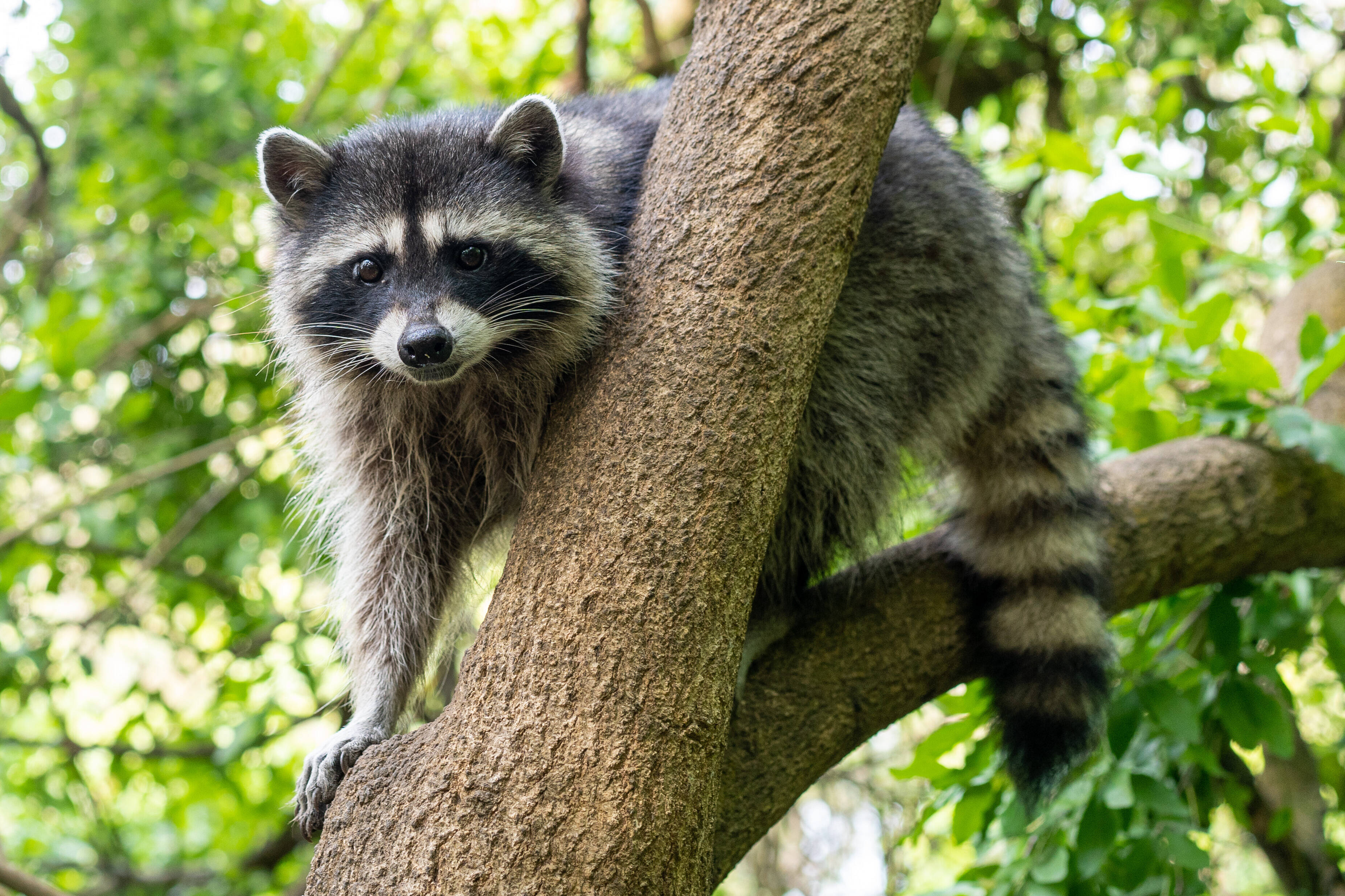 Ubuntu Resolute Raccoon Drops Xorg, Keeps X11 Apps